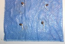 Prep - Seeds - 44 hrs - Copy.jpg