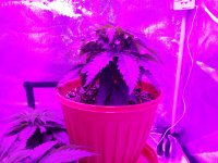 IMG_20200417_184848.jpg
