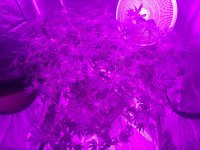 IMG_20200419_012013219.jpg