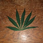 IMG_20200420_021541360.jpg
