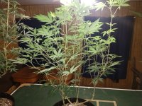 IMG_20200420_013023606.jpg