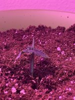 IMG_7155.jpeg
