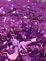 IMG_7197.jpeg