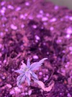 IMG_7196.jpeg
