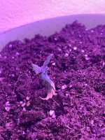 IMG_7178.jpeg