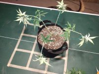 IMG_20200420_163252963.jpg