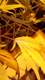 Screenshot_20200422-104139.png