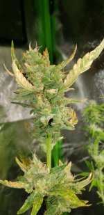 20200422_121618 Sativa top bud reized 25 percent.jpg