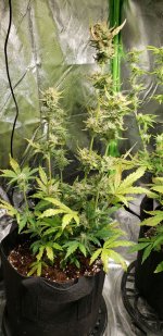 20200422_121655 Sativa resized percent.jpg