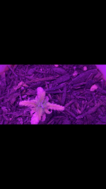 CBE8148A-6B6C-4AB6-911E-B00EDACCC897.png