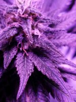 photo104081.jpg