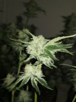 ladykush.jpg