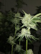 flower_002.jpg