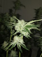 flower_001.jpg