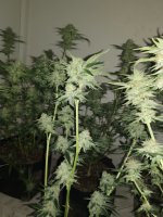plant_001.jpg