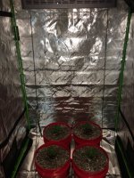 grow setup.jpg