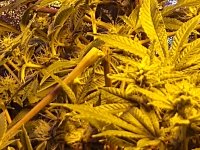 IMG_20200502_211413475.jpg