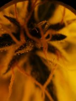 trich_001.jpg
