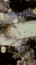 photo105006.png