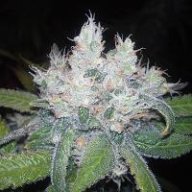 Grinder