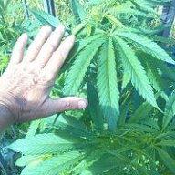 ganjame
