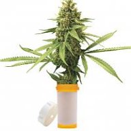 Weed Pharma