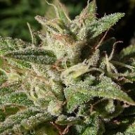 SweetSmoke