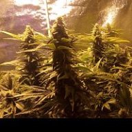 Truebud