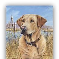 Lashdog