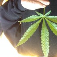 Cannabodybuilder