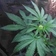 Toxic weed