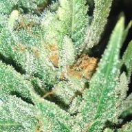 Grow420
