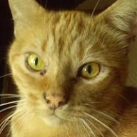 Crazycatlady