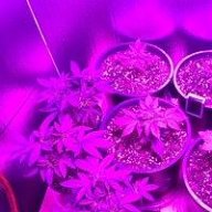 NWBUDGROWER