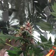 Weedeasy