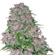 Greenposeidon