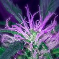 YYCannabis