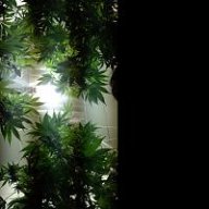 Weedman420