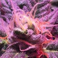Cannagrowerled