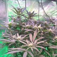 MILove420
