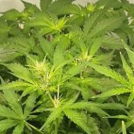 swegrow