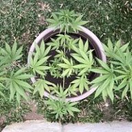 Flipthedip420