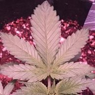 rchiefer0