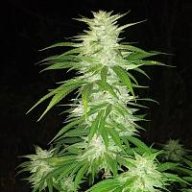 Lilgreen