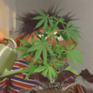 TheSadBadGrower