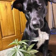 BiggerBudz420