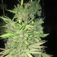 Herbalist89