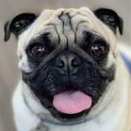 Puglover1