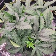 Reeferchiefer