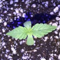 Edwashere420